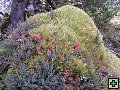 thn_NZ leden-unor 2006 182.jpg